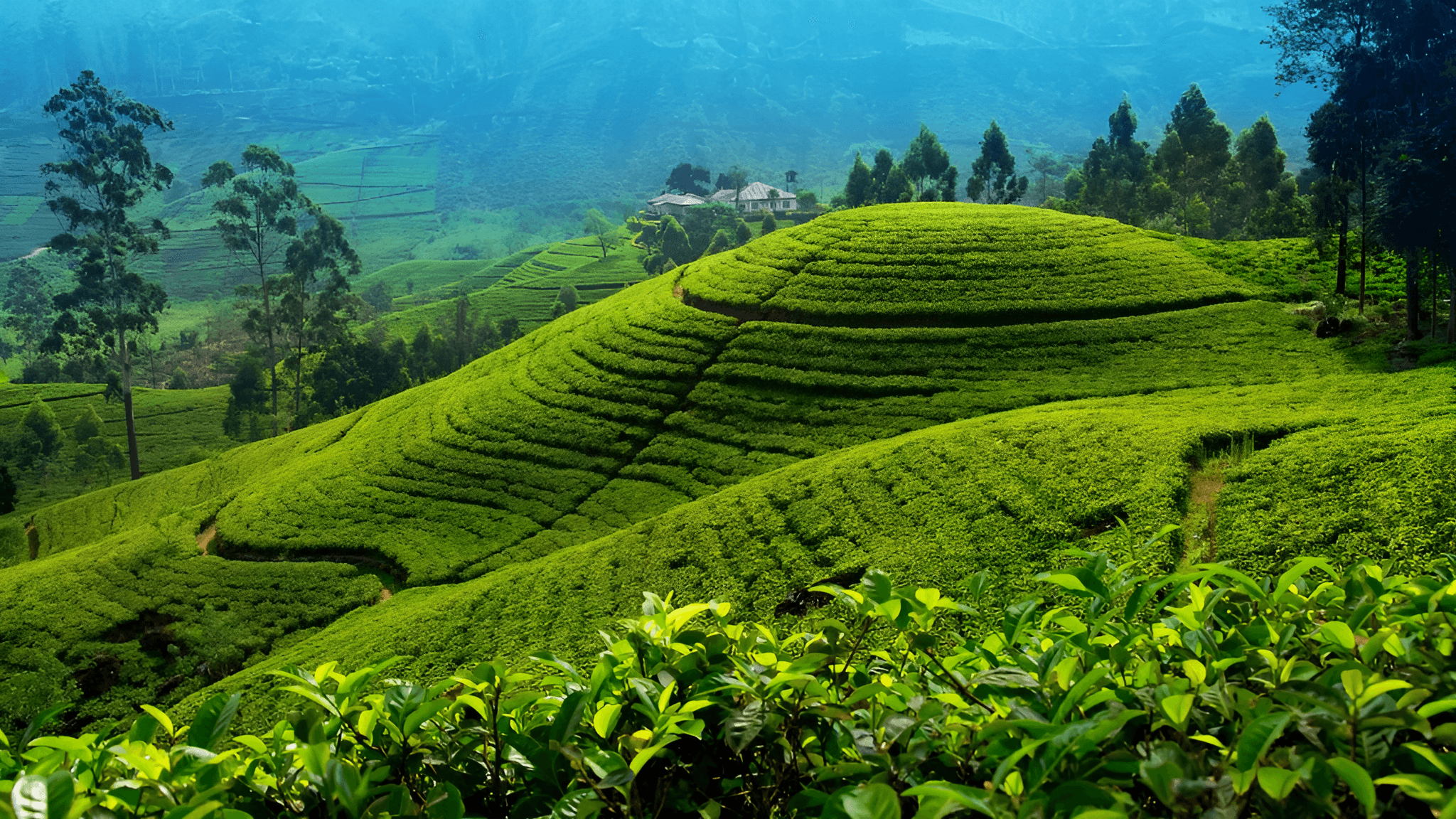 Sri Lanka Getaway