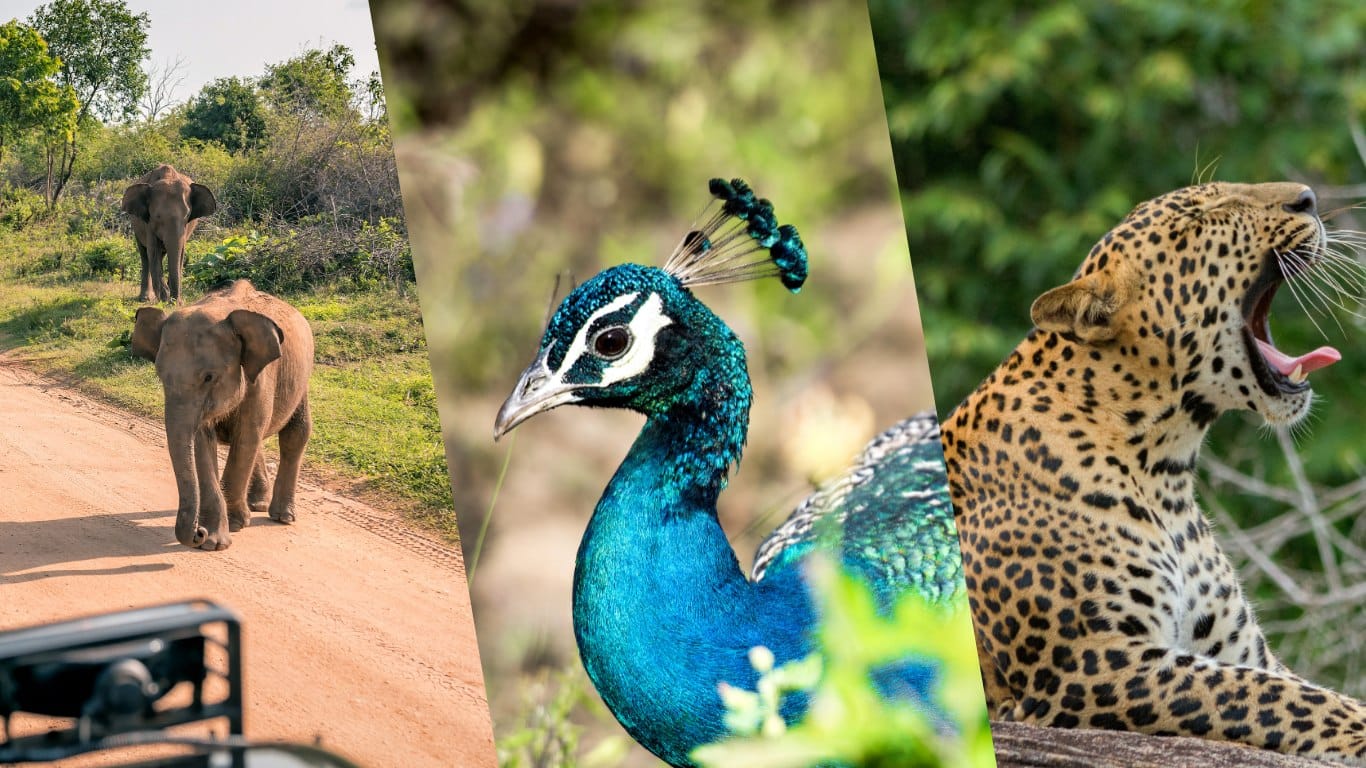 Sri Lanka Wildlife Tour